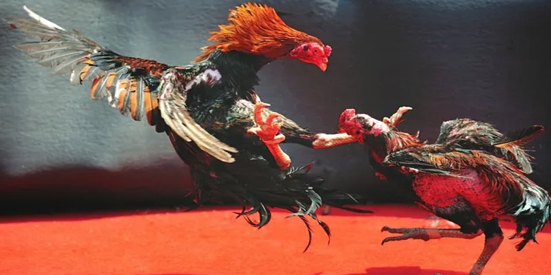 8x bet máy slot game là loại trò chơi gì？