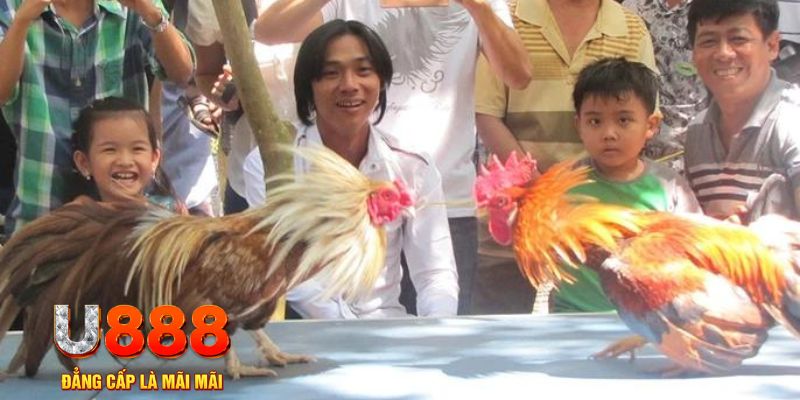 8x bet chổi lông gà