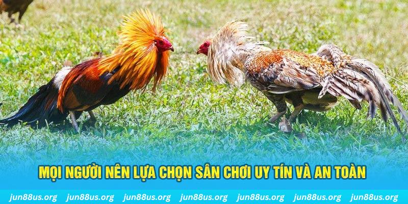 8x bet đá gà thomo 67
