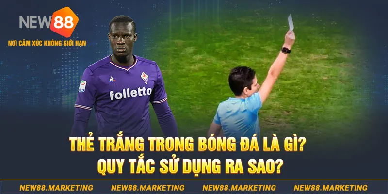 8x bet chọi gà