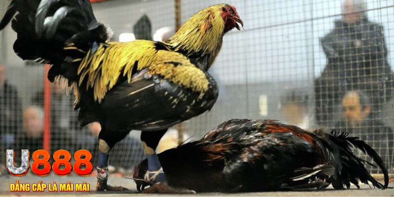 8x bet nổ hũ xóc đĩa là gì