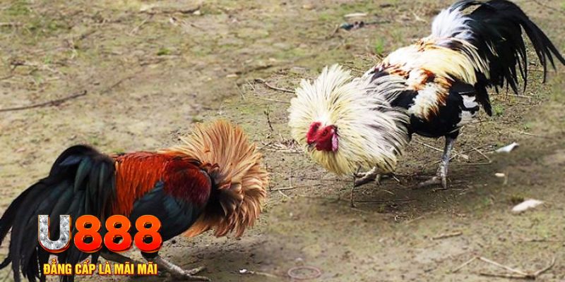 8x bet xổ số thứ ba