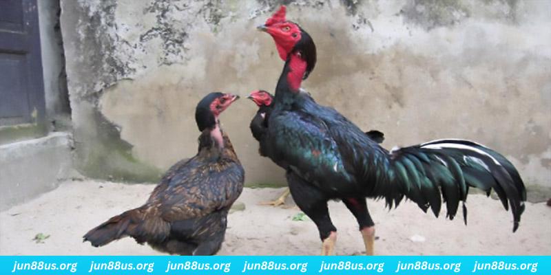 8x bet slot chó may mắn bigboss